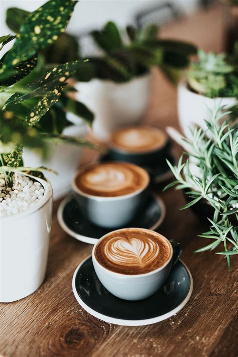 Coffee and plants - These plants prefer well-draining soil and can be sensitive to extreme temperatures and dry conditions. ( View coffee plant care information .) Sort By. 3 Items. Show. Coffee Plant ‘Mocha’ (Coffea arabica hybrid) #R9908-2 2.5" Pot. $16.95. Currently unavailable. 